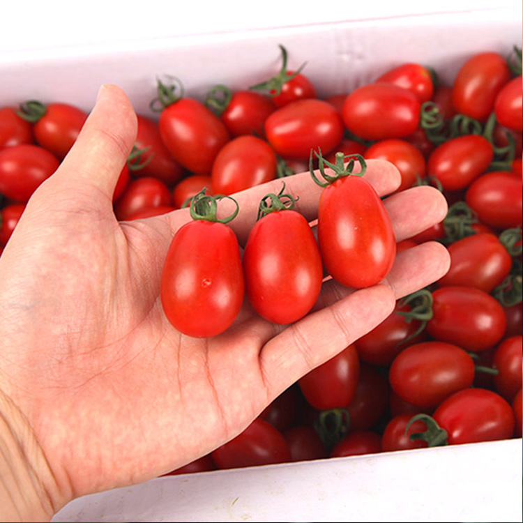 스테비아 대추 방울토마토 : 아지매푸드