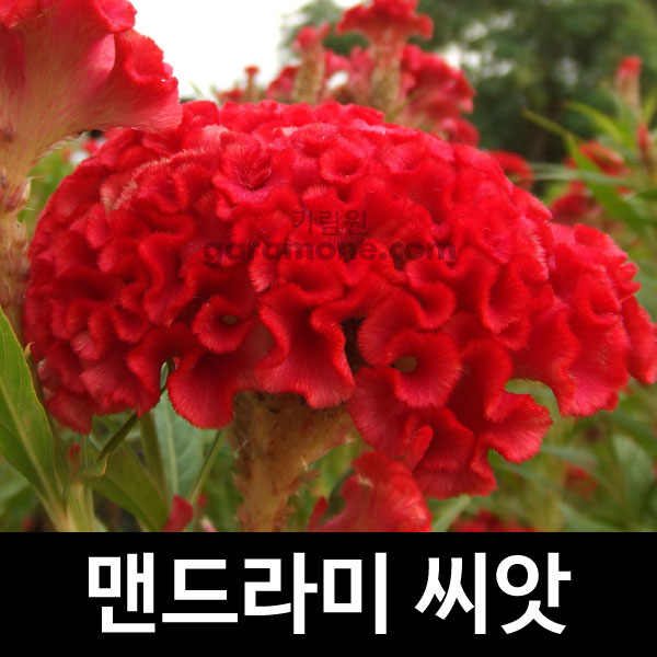 닭벼슬 맨드라미 씨앗 꽃씨 종자 야생화 씨 1000알 : 가람원