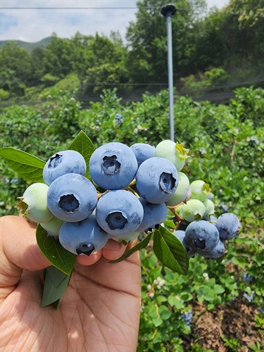 [지리산베리닷컴] 블루베리 1kg, 200kg 한정 유기농 베리 블랙커런트 뉴하노버베리 : 구례군 로컬마켓