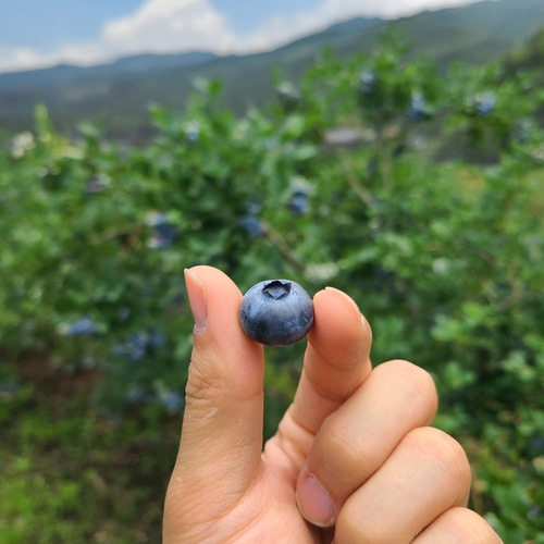 [지리산베리닷컴] 블루베리 1kg, 200kg 한정 유기농 베리 블랙커런트 뉴하노버베리 : 구례군 로컬마켓