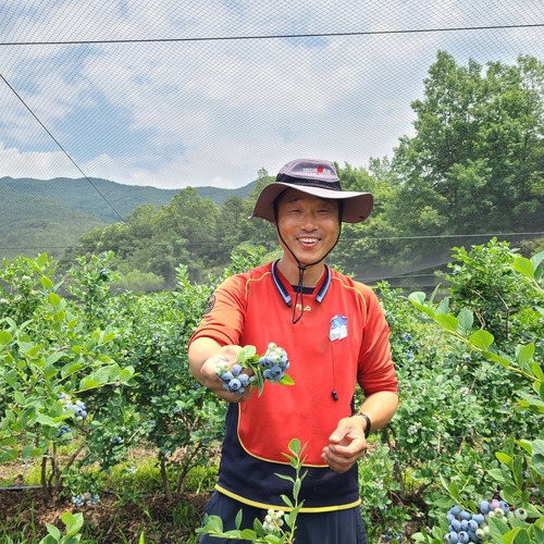 [지리산베리닷컴] 블루베리 1kg, 200kg 한정 유기농 베리 블랙커런트 뉴하노버베리 : 구례군 로컬마켓