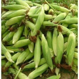 강원도찰옥수수 노지재배 고랭지 옥수수 미백 생 찰옥수수 20통(7월중순 출하) : 청풍몰
