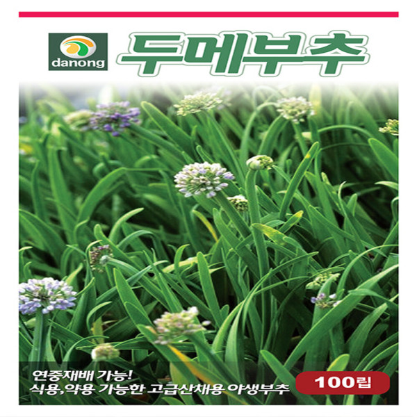 다-두메부추 100립 : 영미의정원