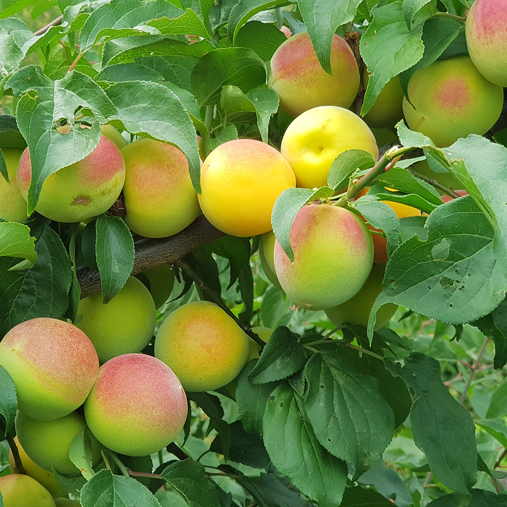 광양 매실 10kg 5kg 청매실 황매실 홍매실 황매 남고매실 장아찌용 생 햇매실 : 세상모든농부