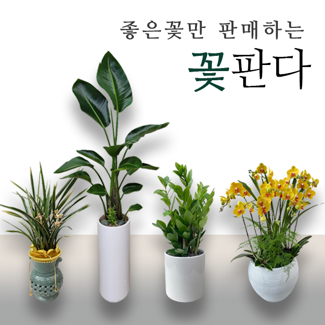 대구화분배달 당일직접배송 관엽식물농장 꽃판다 : 꽃판다