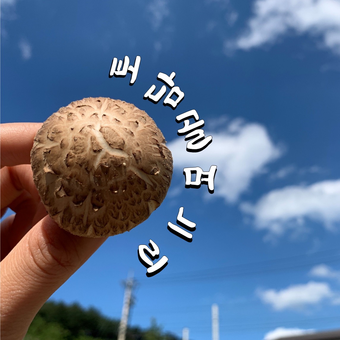 [토담골농장♥토담골며느리] 강원도 양양에서 자란 국산 생표고버섯 1kg : 토담골며느리