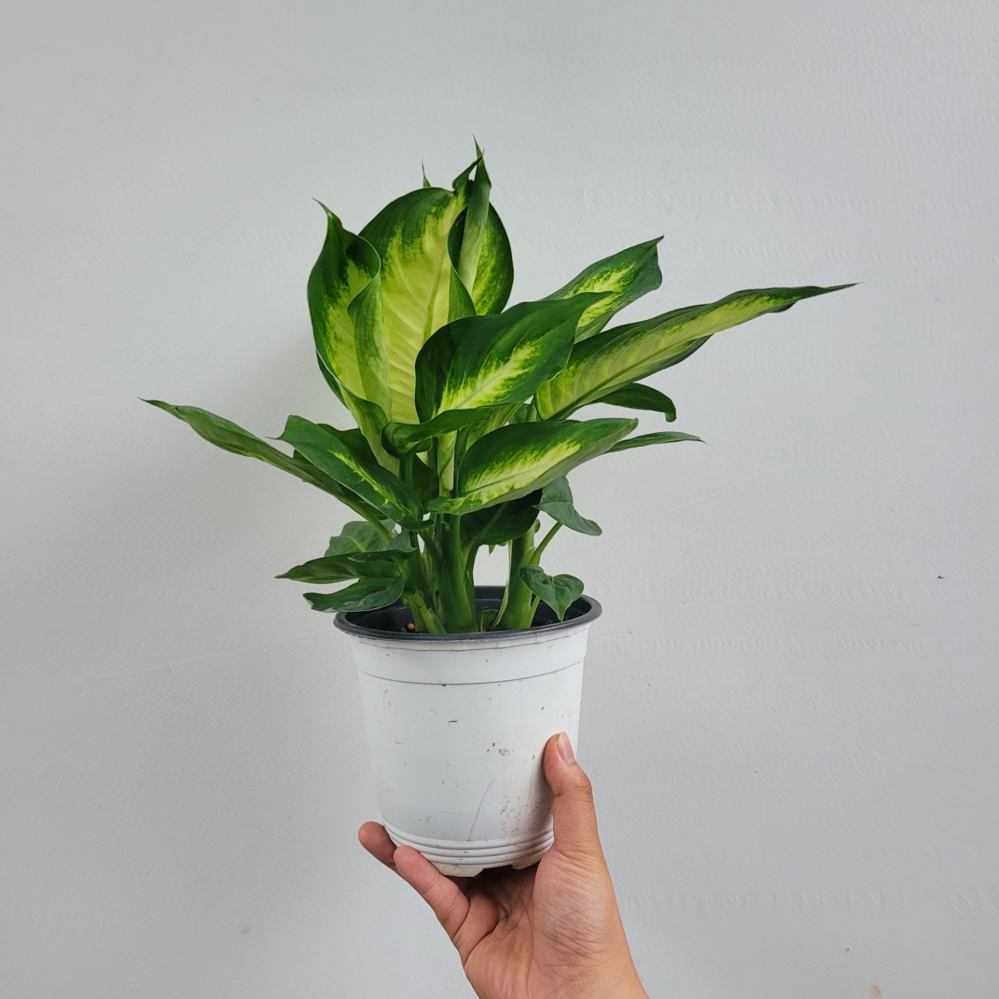 플랜테리어 디펜바키아 마리안느 중품 30-50cm 99 : 플랜츠 영