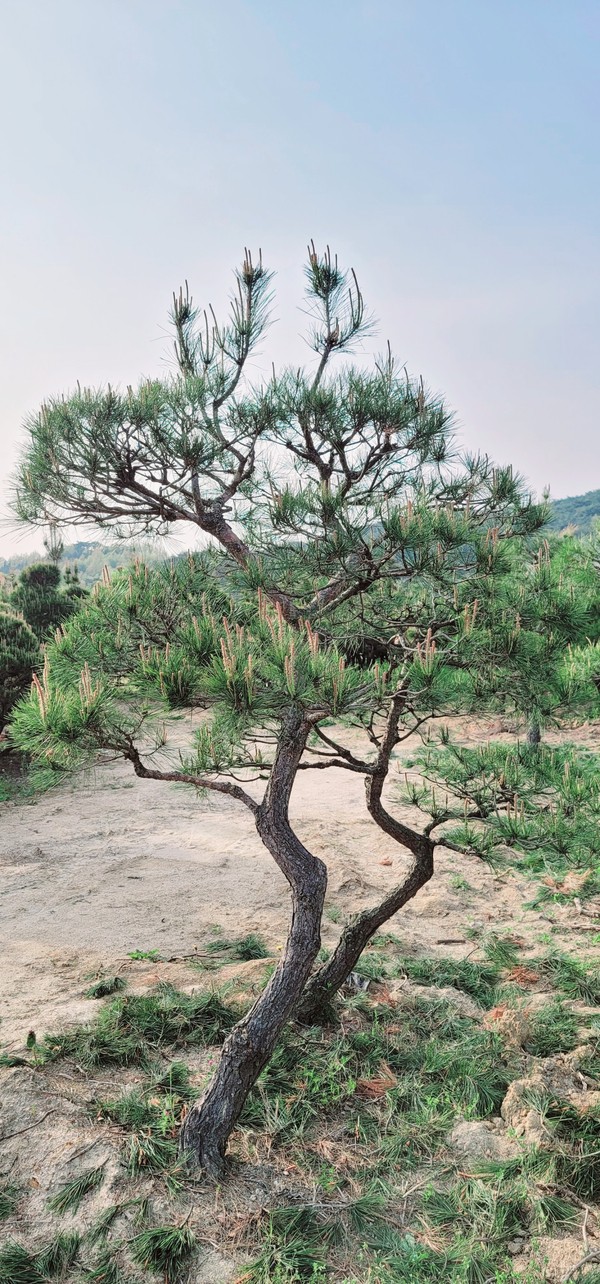 정원 소나무 기념수 연인송 부부송 : 삼산솔밭농장