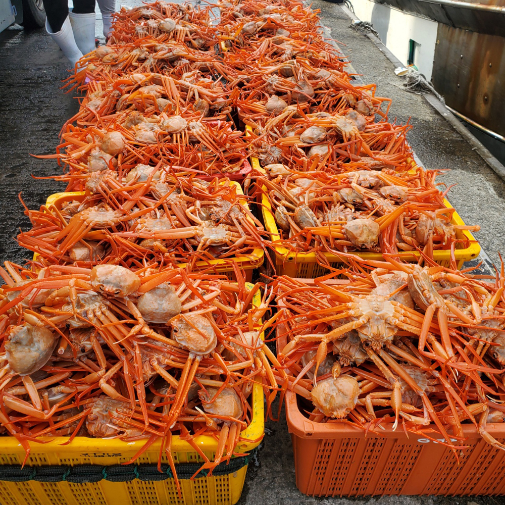 국산 포항 구룡포 자숙 홍게 붉은대게 동해바다 산지직송 3kg : 아로파스토어