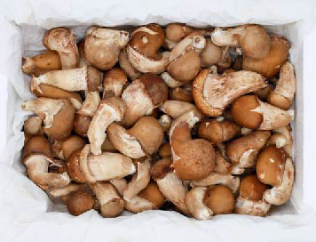 고산참송이버섯 1kg (중) : 완주로컬푸드 건강한밥상
