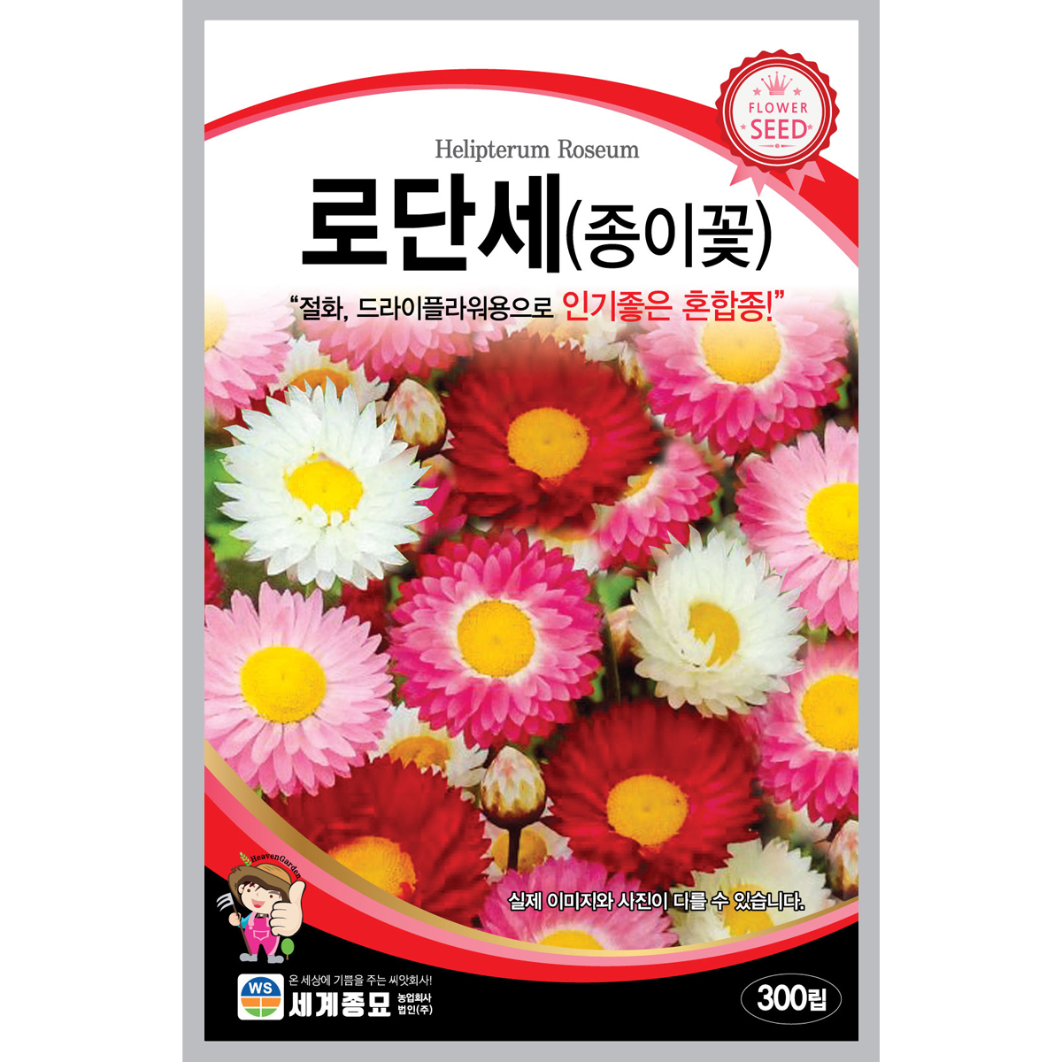 로단세(종이꽃) 씨앗 / 일년생 씨앗  로단세(종이꽃)키우기 꽃씨 키우기 씨앗심기 : 팜가든랜드