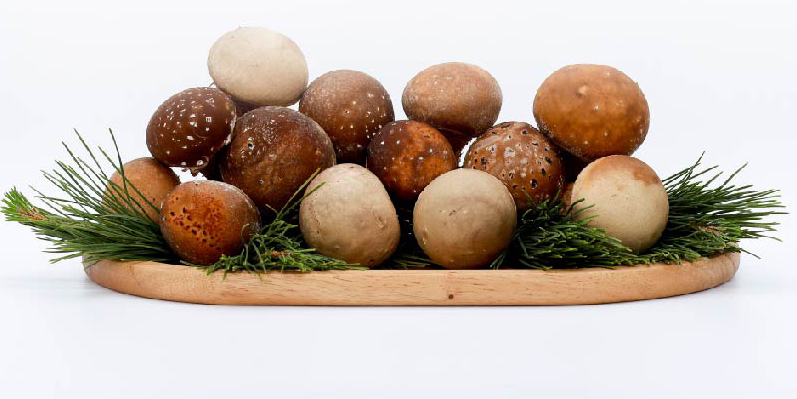 고산참송이버섯 1kg (중) : 완주로컬푸드 건강한밥상