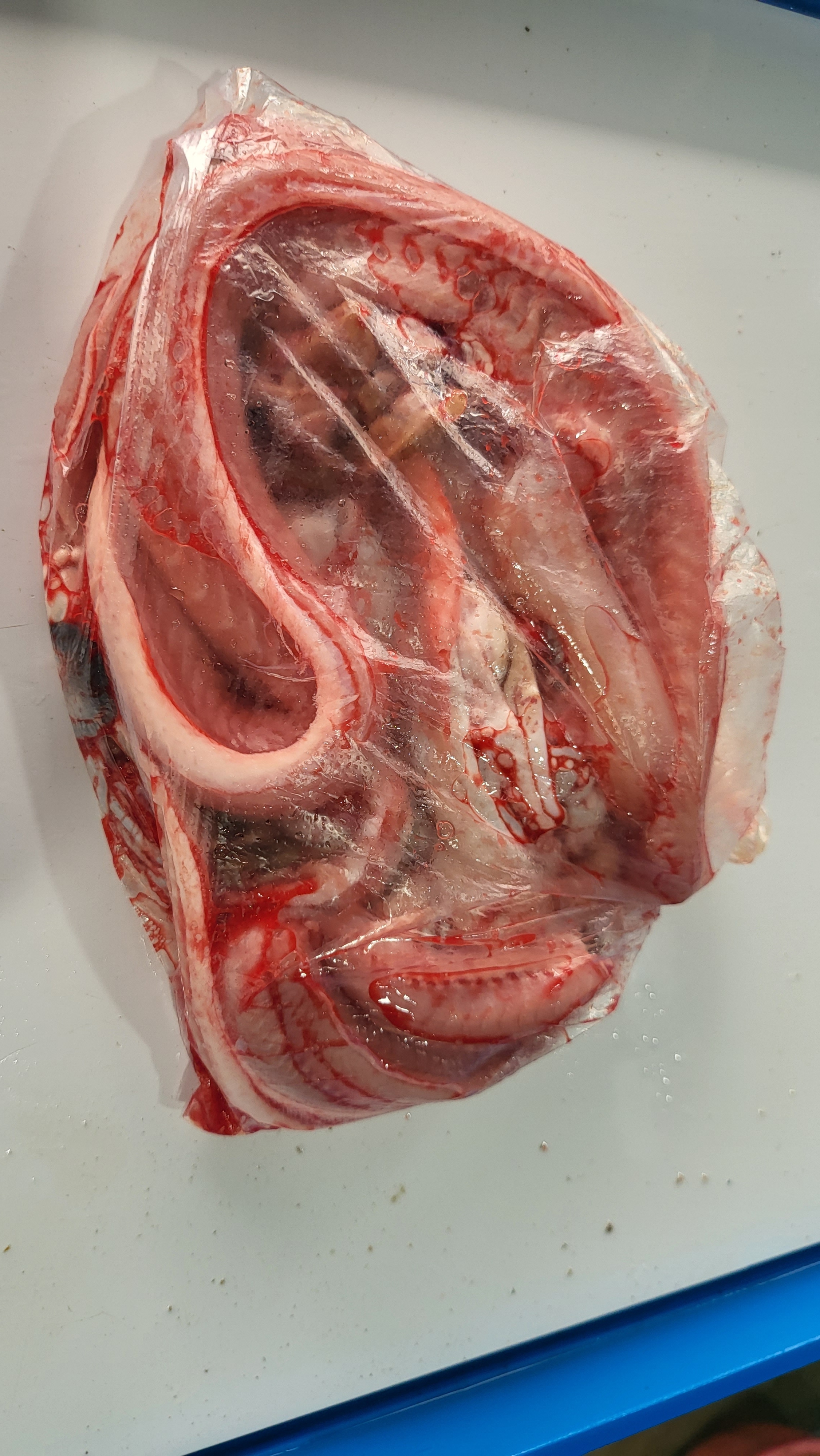 통영 꼼장어, 싱싱한 곰장어, 통영산 먹장어, 꼼장어 구이, 곰장어 볶음, 곰장어 수육, 몸보신 꼼장어, 곰장어 손질해서 보내드려요 : 통영 해물세상