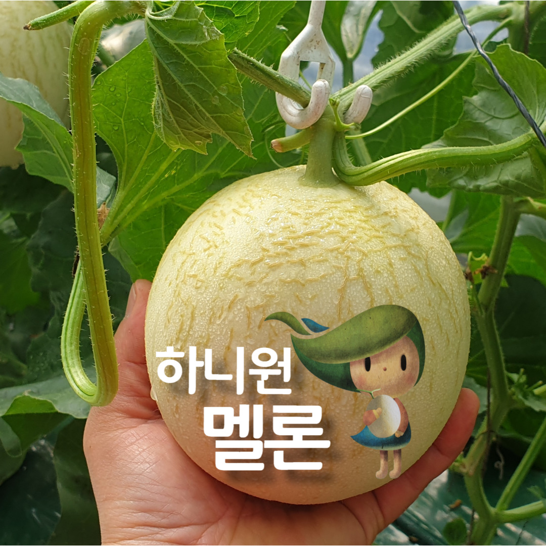 춘천 하니원멜론 특대과/대과 꿀당도 토종 메론 : 과일파는 남자