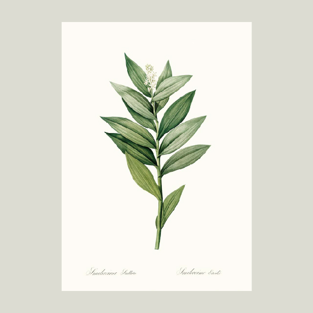 [Beautanique] Smilacina stellata - 그린식물 인테리어 액자 (A4) : BOTANICAL