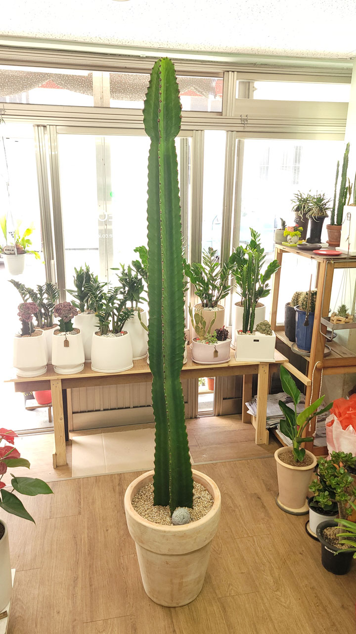 울산 키큰선인장 청용각 청룡각 고급인테리어 선인장 카페장식 디피 개업 화분 : FLOWER꽃배달