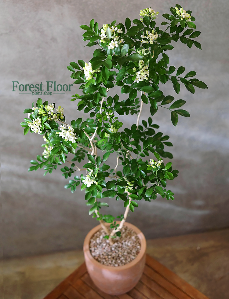 [단품] 오렌지 자스민 빈티지토분 향기나는꽃 : Forest Floor
