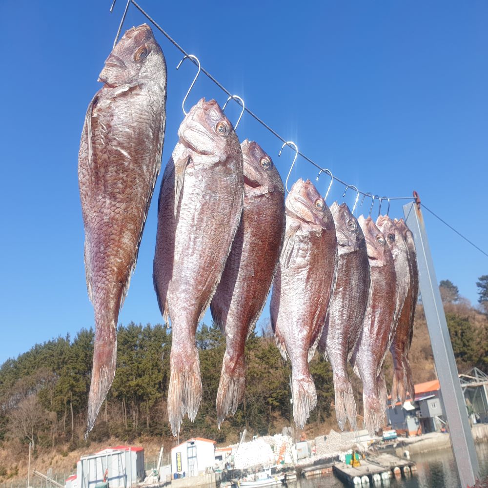 싱싱한 통영 생물 참돔 도미1kg (주문즉시손질) 제수용생선 참돔회 : 훈이수산