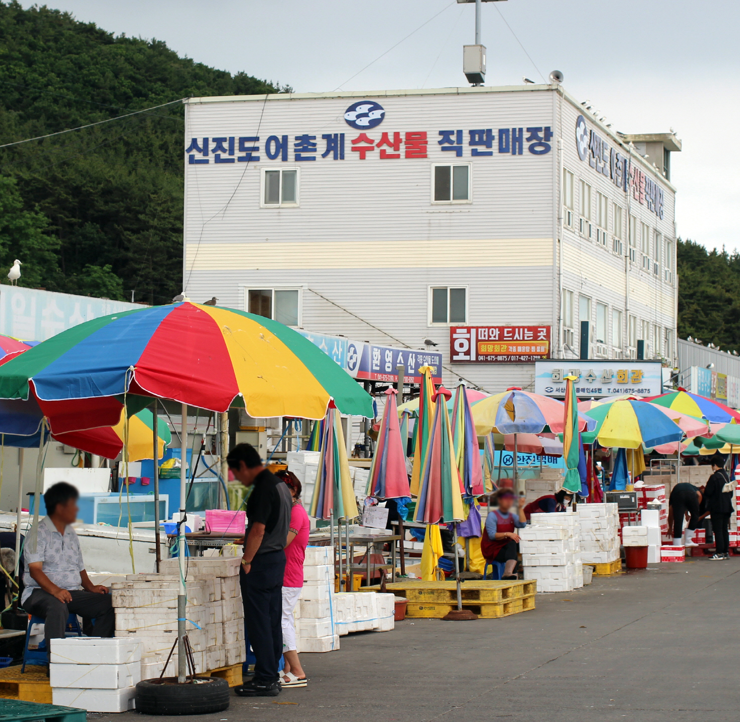 제철 국내산 신진도 생물 오징어 10미 20미 서해 신진항 산지직송 당일조업 : 푸르미수산