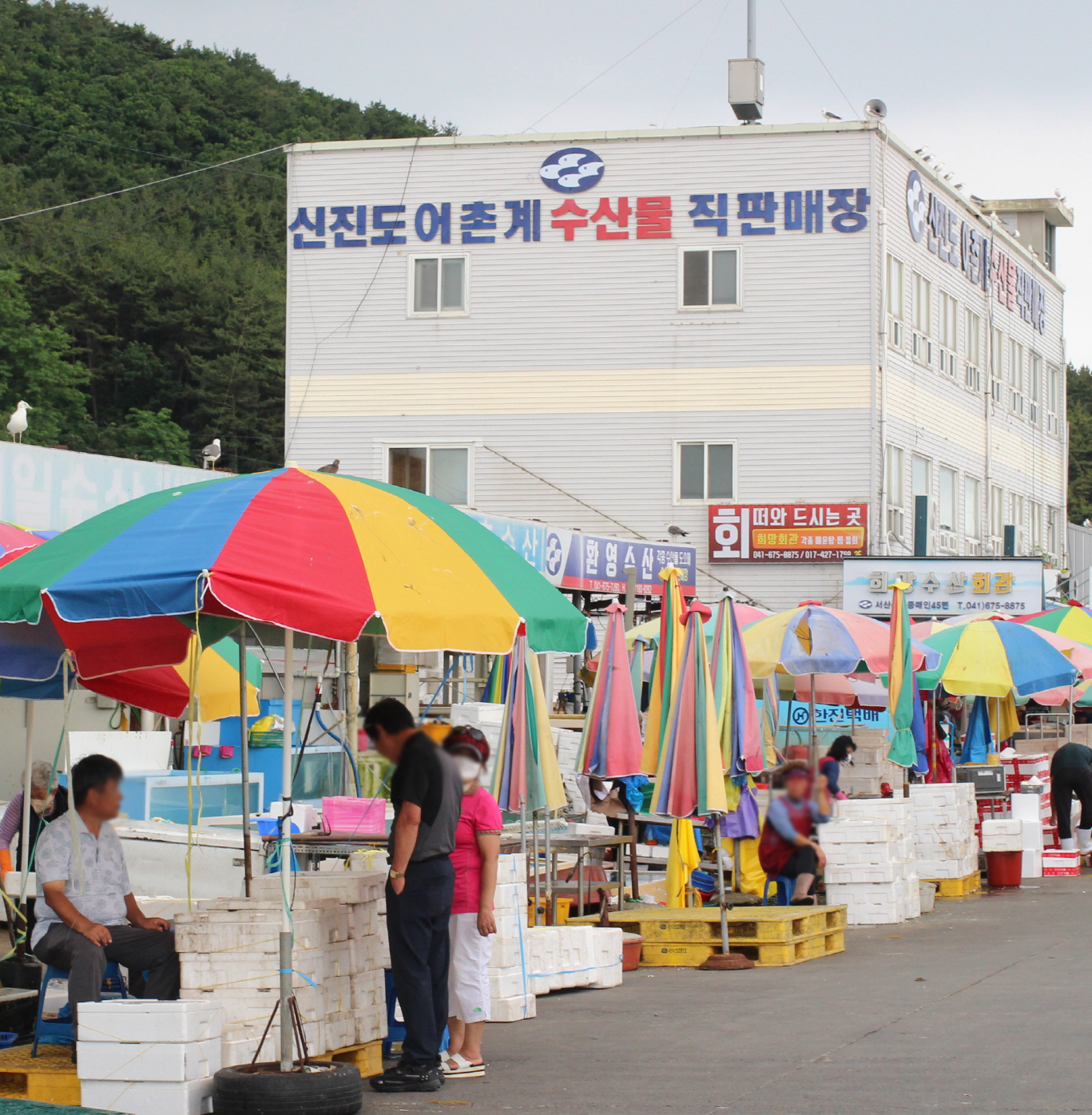 서해 배오징어 10미10마리 750g내외 마른 오징어 쫄쫄이 신진도 산지직송 : 푸르미수산
