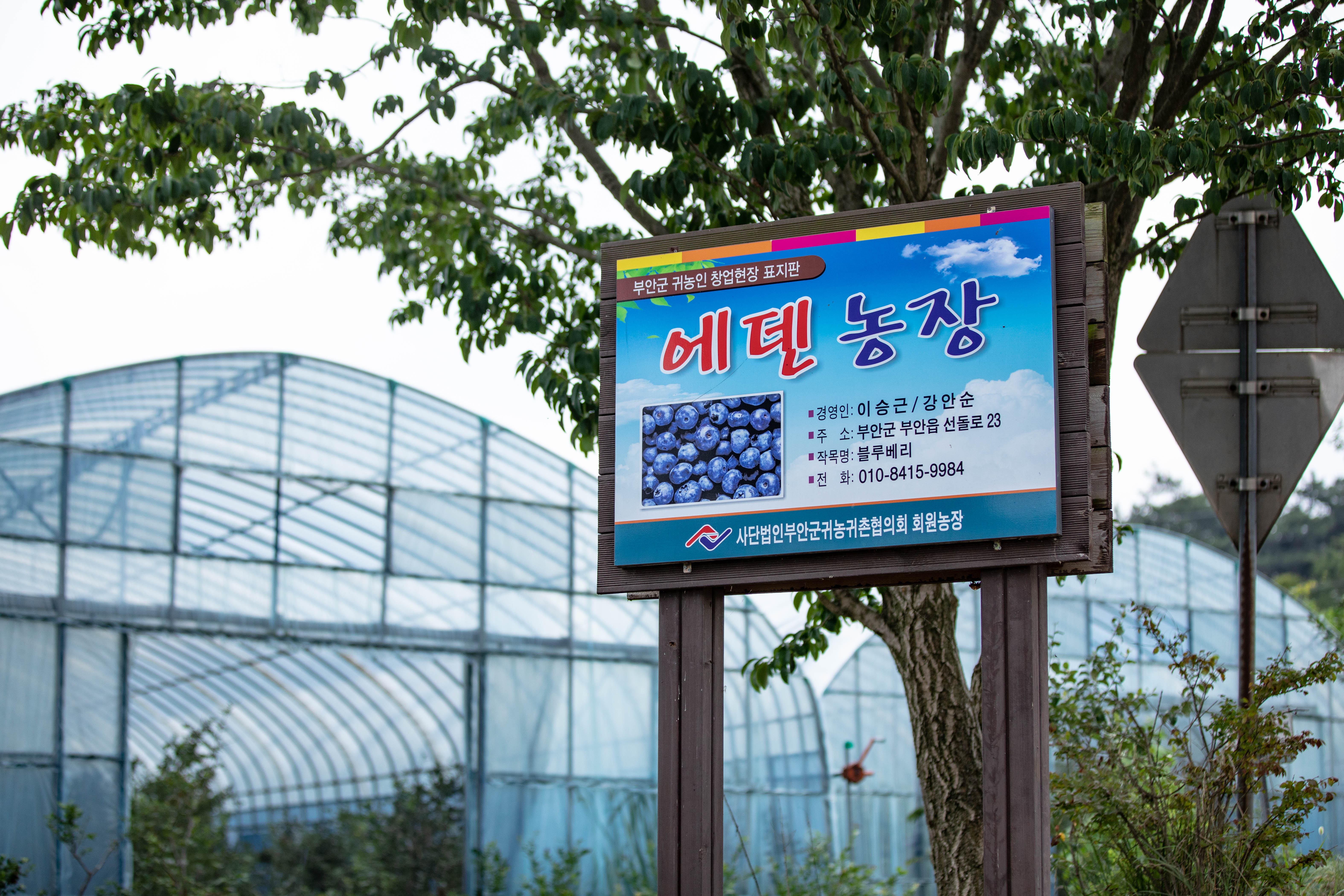 부안 에덴농장 블루베리 500g : 부안텃밭할매