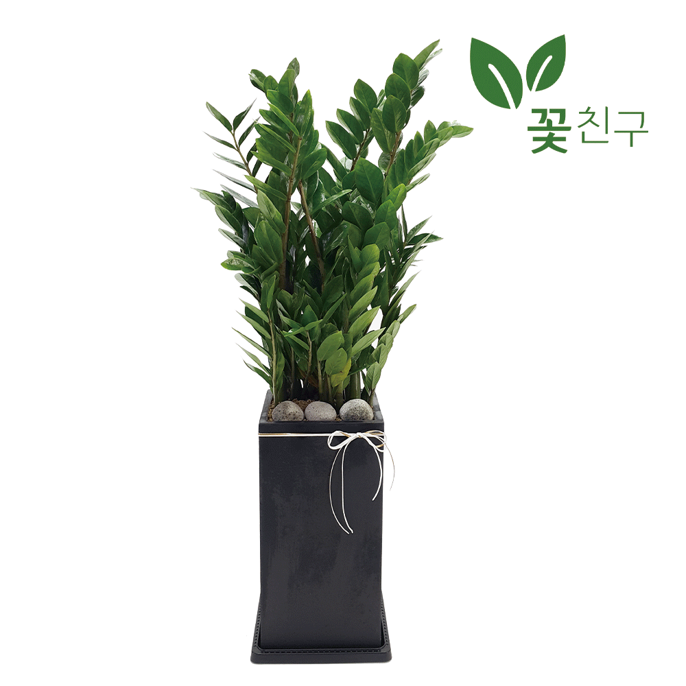 개업화분 카페 병원 미용실 오픈 사무실이전 승진 영전 축하 개업식 : 꽃친구