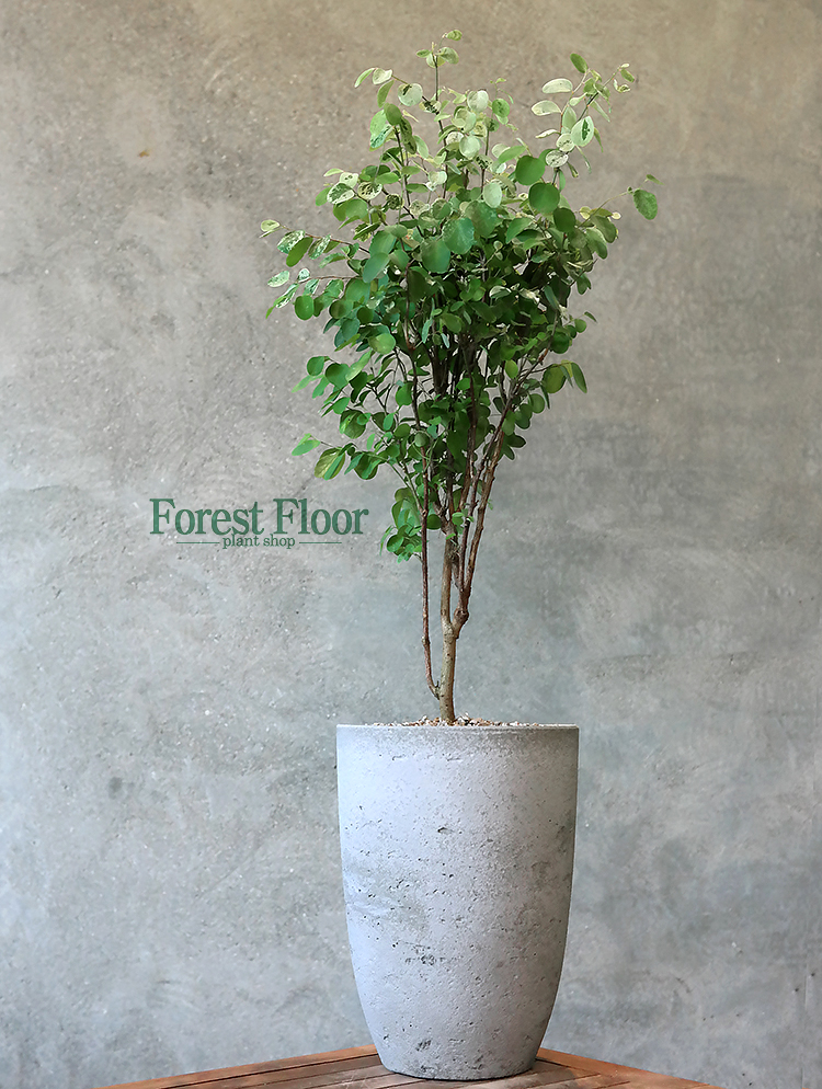[단품] 브레이니아 안나데코 화분 인테리어식물 공기정화식물 : Forest Floor