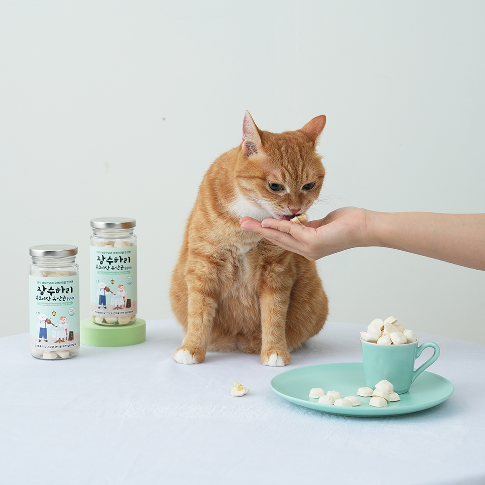 장수하리 고양이 강아지 후코이단 유산균 동결건조 70g x 3개입 : 하리 공식 스토어