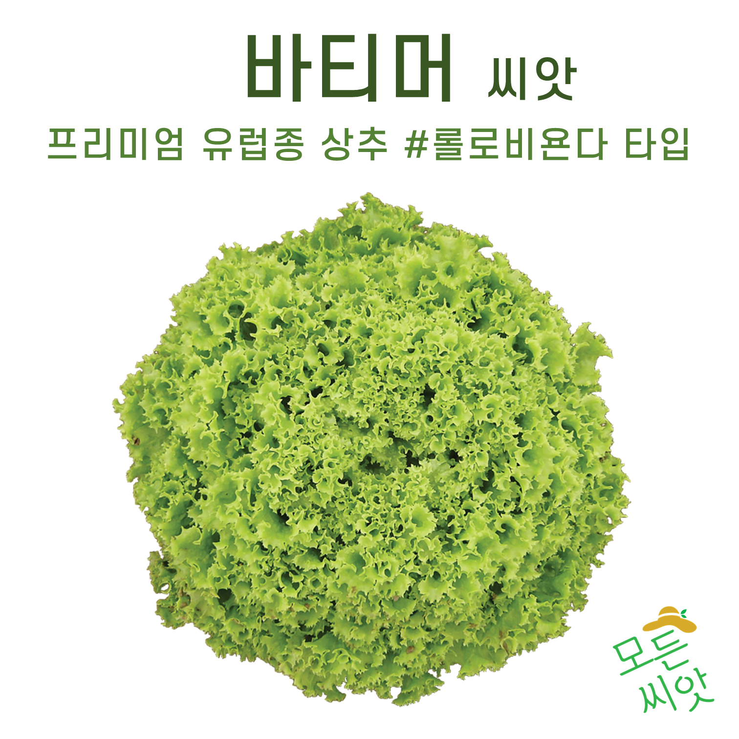 유럽상추 바티머 100립 롤로비욘다 타입 : 모든씨앗