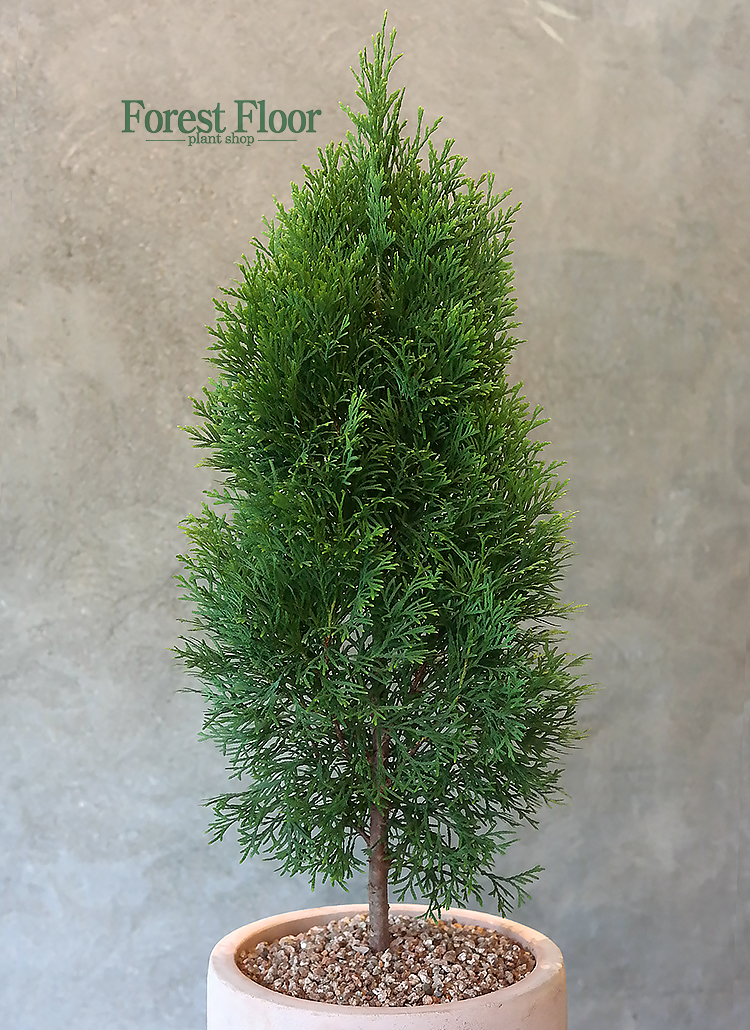 유럽침엽수 에메랄드그린 빈티지토분 : Forest Floor