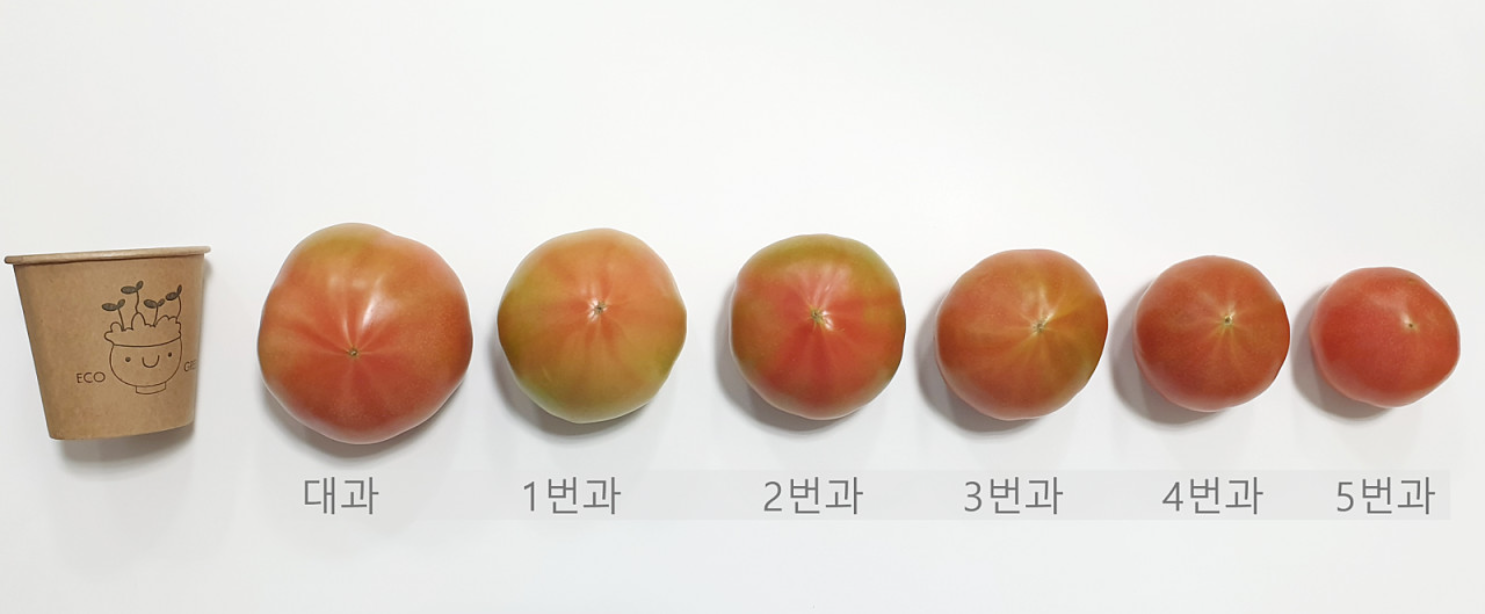 완숙 찰 토마토 5kg 10kg 못난이 주스용 쥬스용 : 푸드맛킹