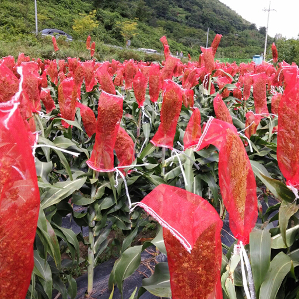 다용도 농산물망 양파망 1kg (25매) 망자루 농사망 야채망 : 세원비닐