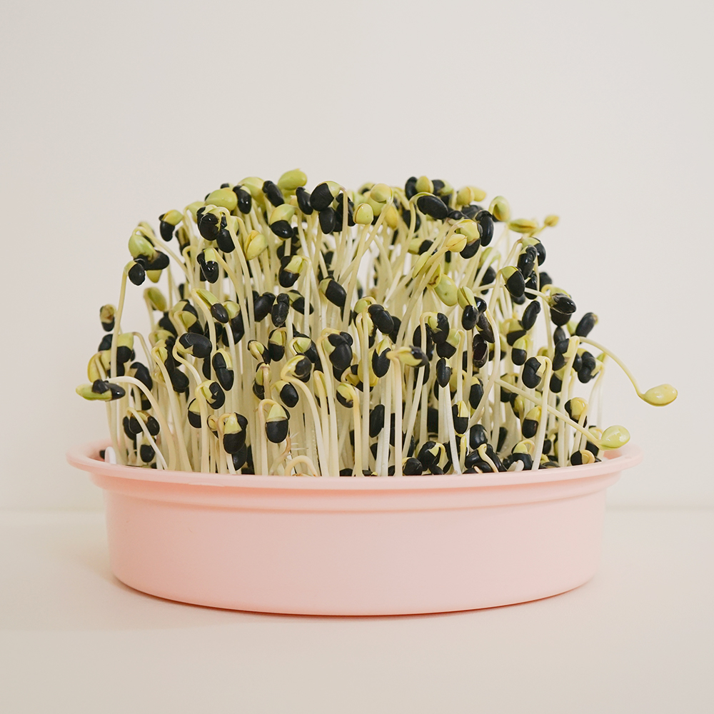 국산콩포함 집에서 콩나물 키우기 키트 세트 시루 재배기 과학 기르기 쑥쑥 : 꼬니DIY