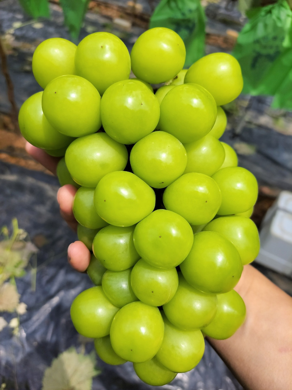 선물 수출용 샤인머스켓 고당도 망고포도 경북 프리미엄 포도 1.5kg 2kg : 선한식탁