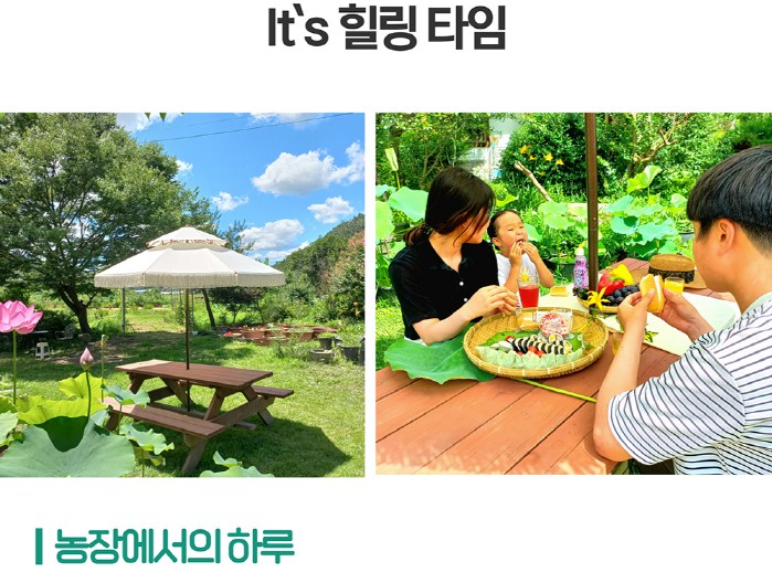 (연이랑체험) 농장에서의 하루 : 연이랑 수련연꽃 치유농장