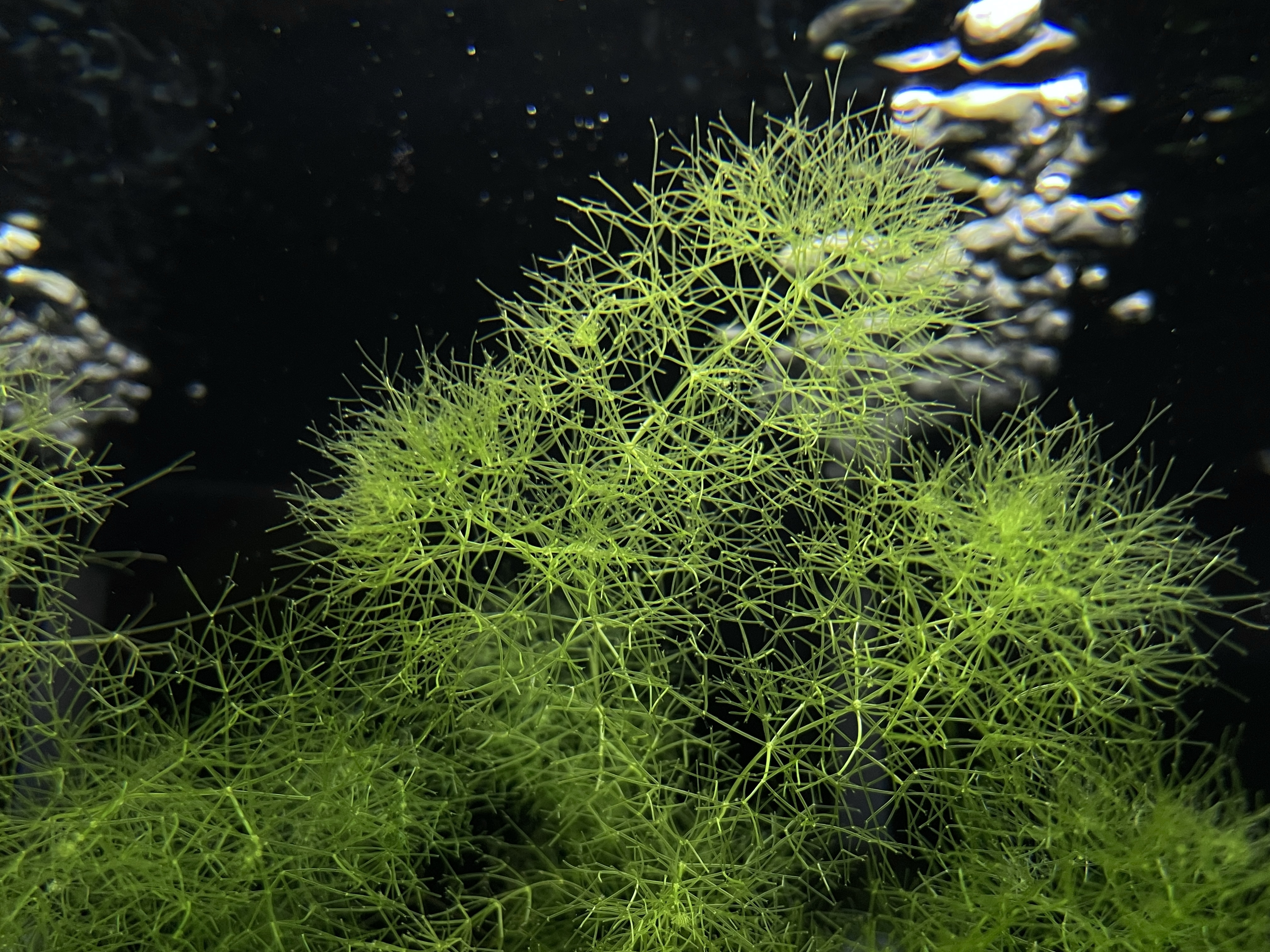타누키모 (  Utricularia australis) / 종이컵 1컵 분량 : 슈림피스트