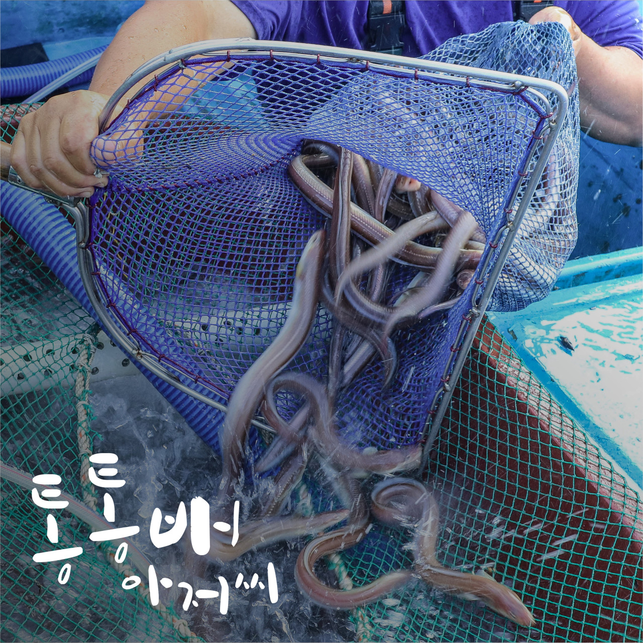 바다장어 깔끔한 손질  1kg 바닷장어 붕장어 국산 말린 초벌 튀김 반건조 캠핑 특대 : 통통배아저씨