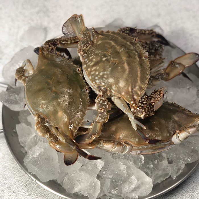서해안 제철 꽃게 1kg 숫꽃게 암꽃게 산지직송 : 맛꾼푸드