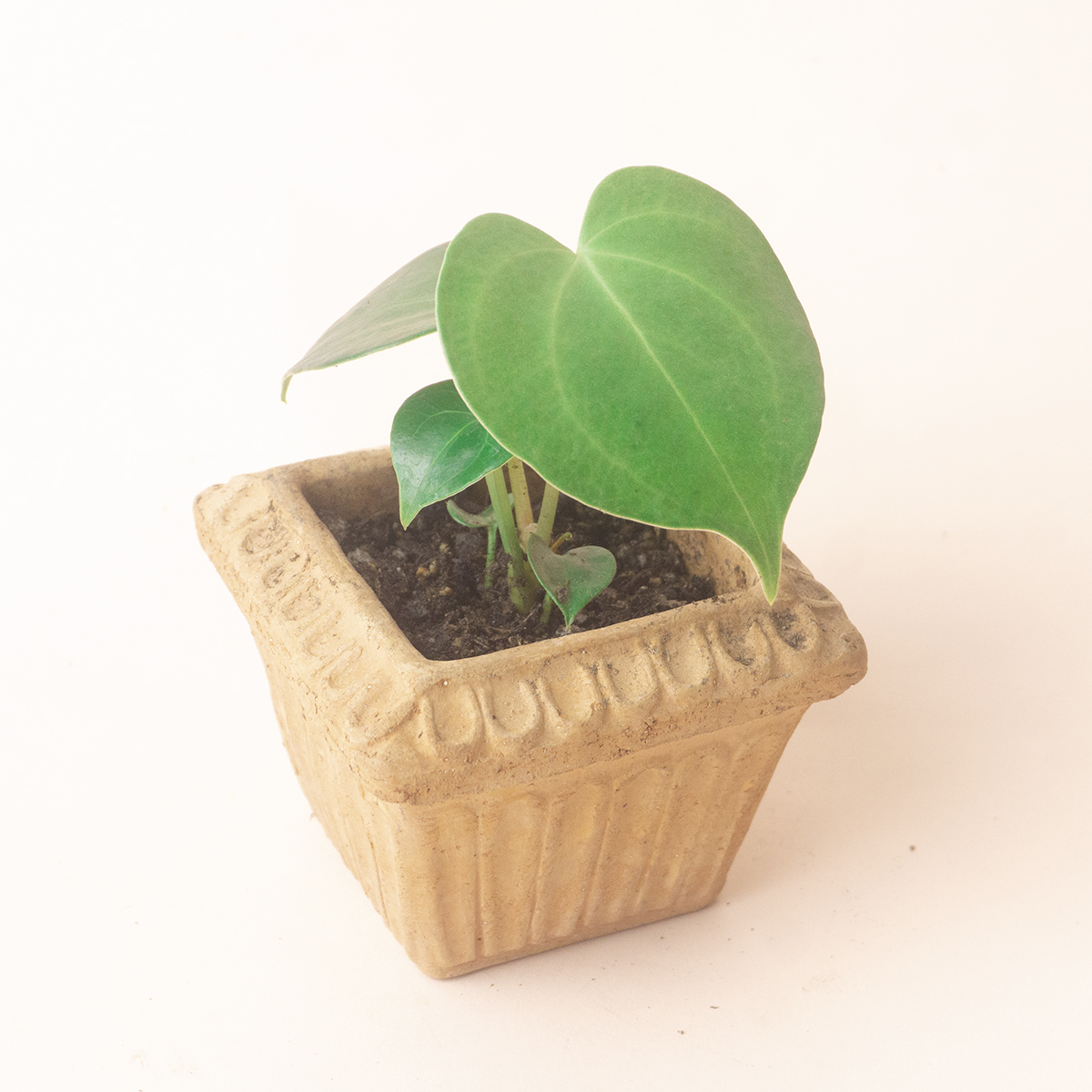 안스리움 클라리네비움 스위트러브 Anthurium Clarinervium Sweetlove : 헬로우파머씨