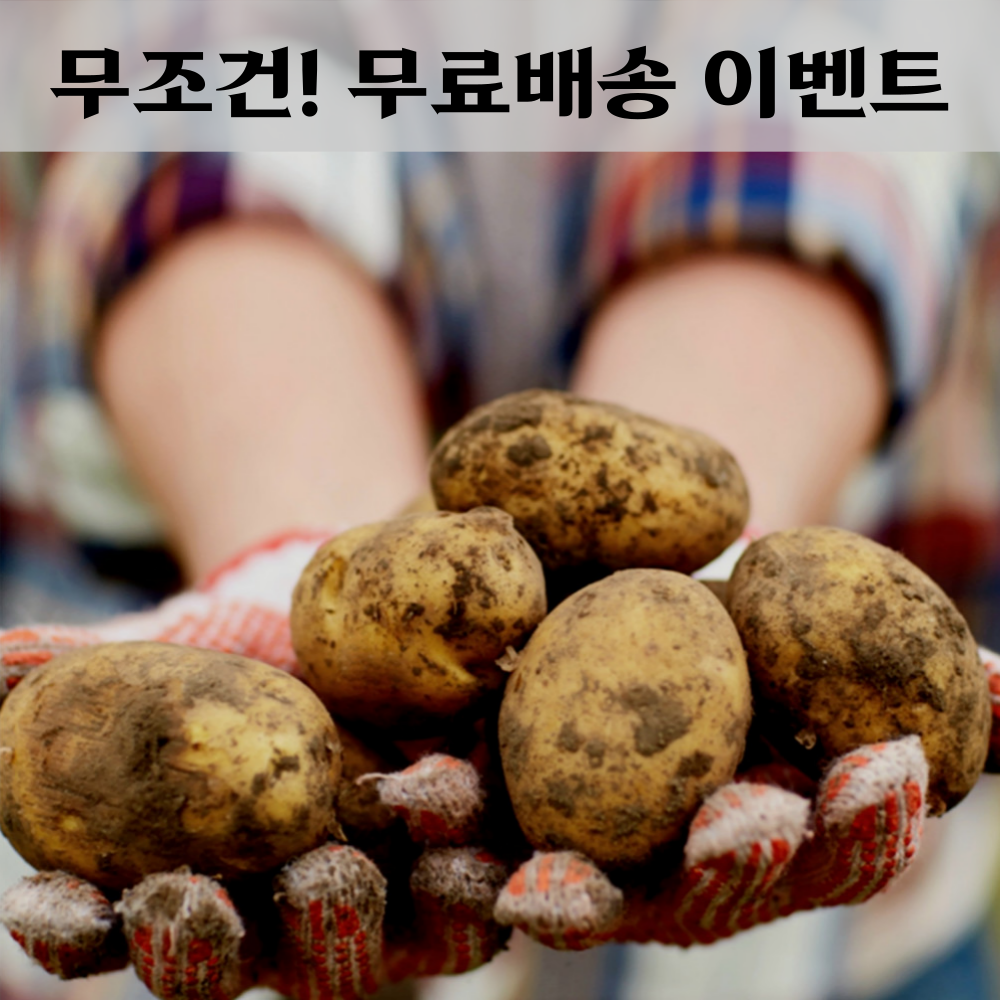 [산지직송] 제주 유기농 햇 탐나감자 홍감자 홍지슬 하지감자 3kg 5kg 10kg : 제주미미