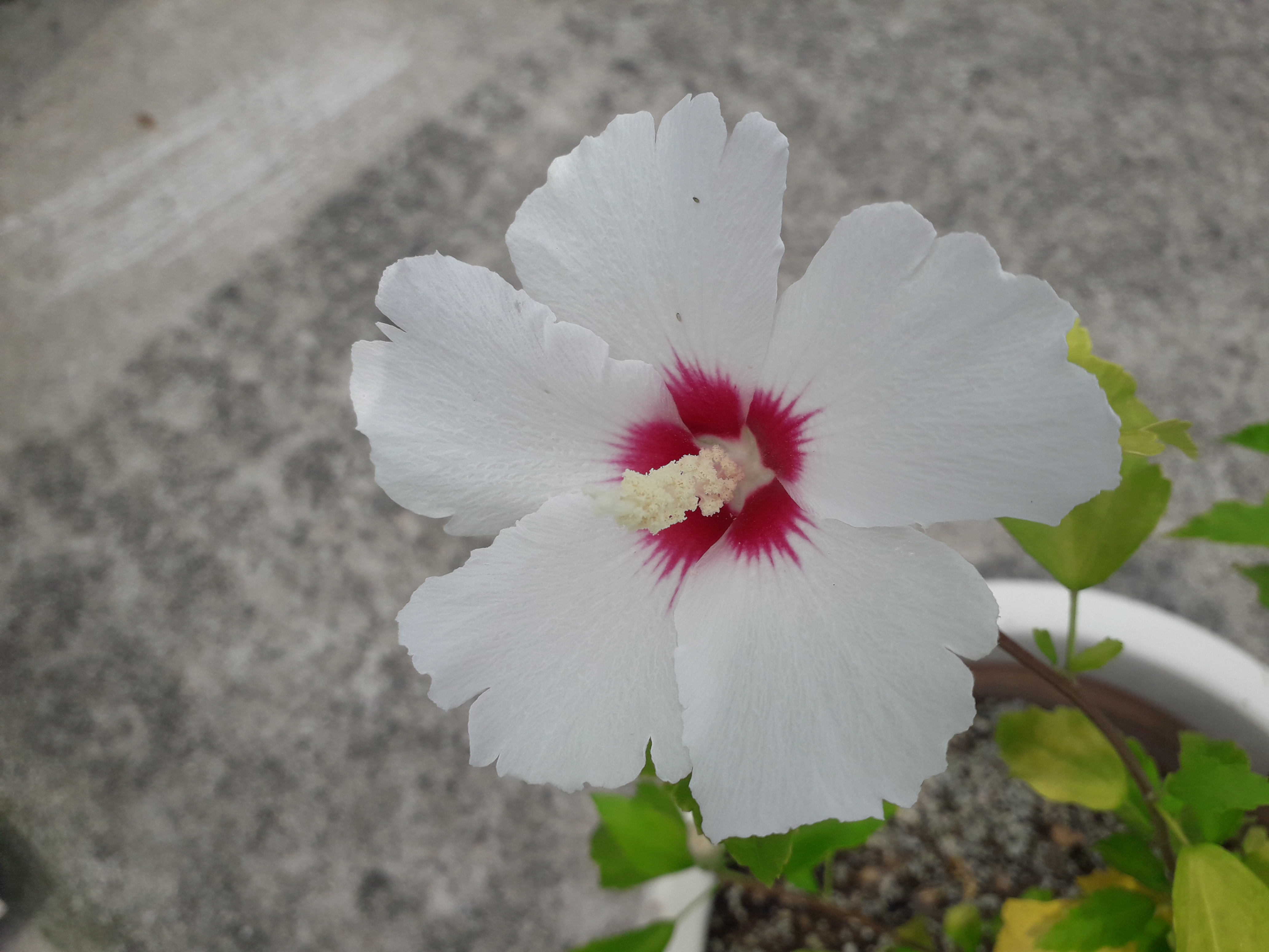 무궁화 나무 ( 백단심계,화랑), 개화주 2년생 : 무궁화원