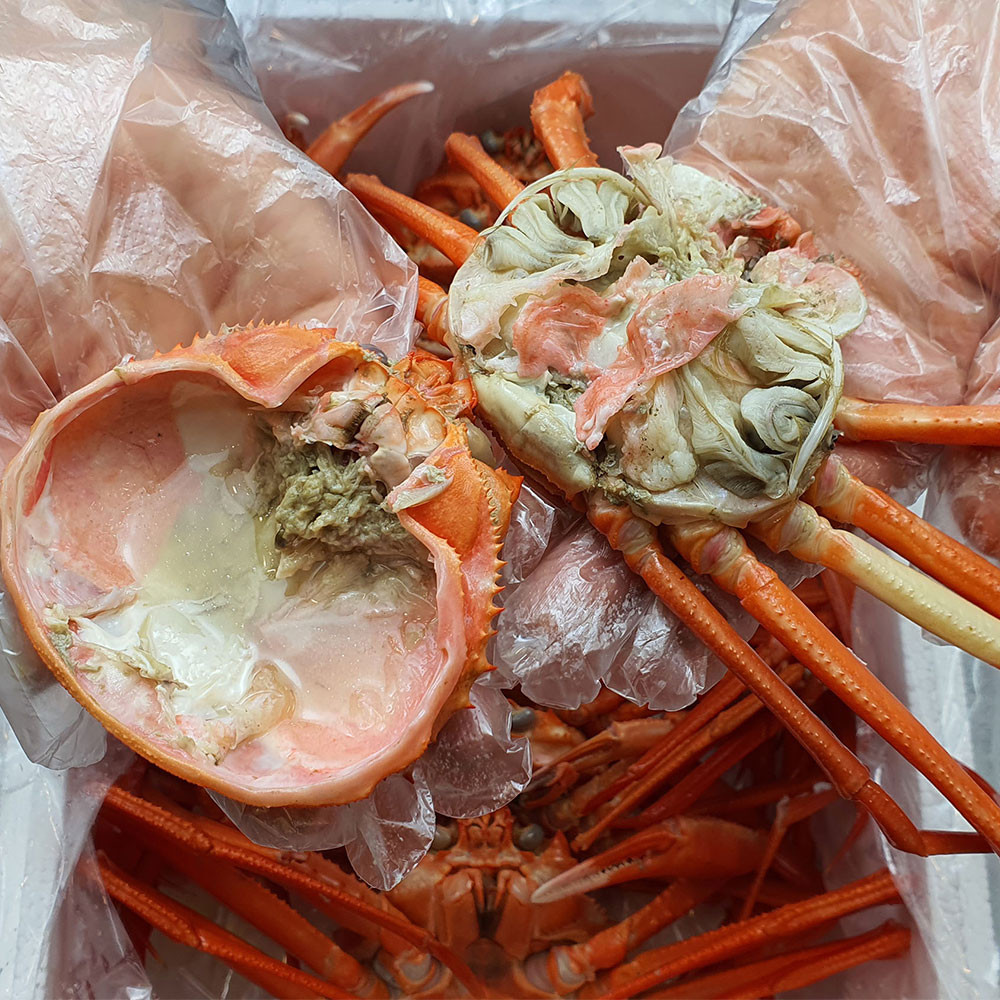 포항 박달 영덕 대게 구룡포 연지 홍게 게 제철 생물 자숙 : 가람수산