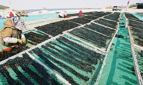 명품 부산 기장 미역 100g 산후조리 산모 진한국물 맛있는 미역국 부산특산품 김의한수 : 마리마켓플레이스
