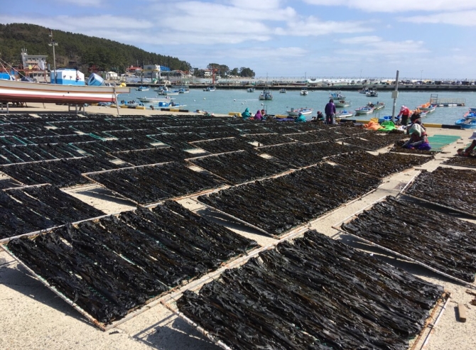 명품 부산 기장 미역 100g 산후조리 산모 진한국물 맛있는 미역국 부산특산품 김의한수 : 마리마켓플레이스