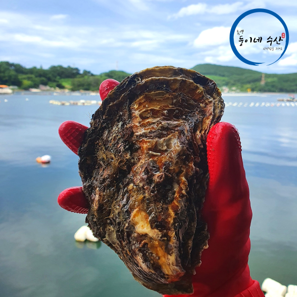 통영 프리미엄 특상품 선별 대왕석화 삼배체굴 1kg : 통영둥이네수산