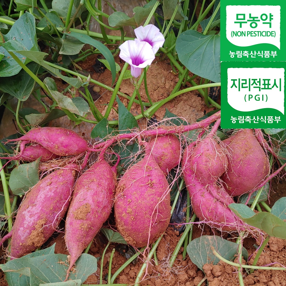 2024년 갓 수확한 지현농산 밤고구마 5kg 특상, 진품 해남 고구마 : 해남고구마생산자협회