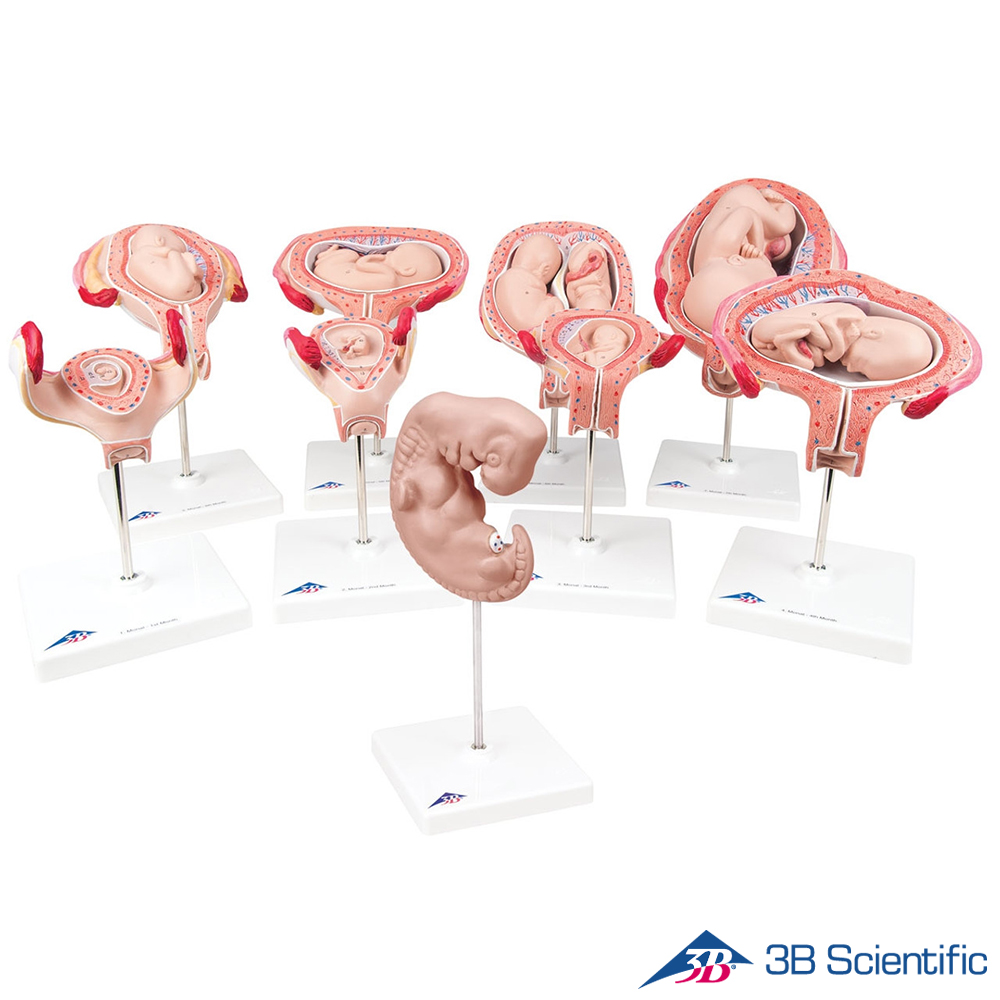 3B Scientific 태아발달 태아모형 9개 1세트 임신태아모형 L11 : 의료기상사