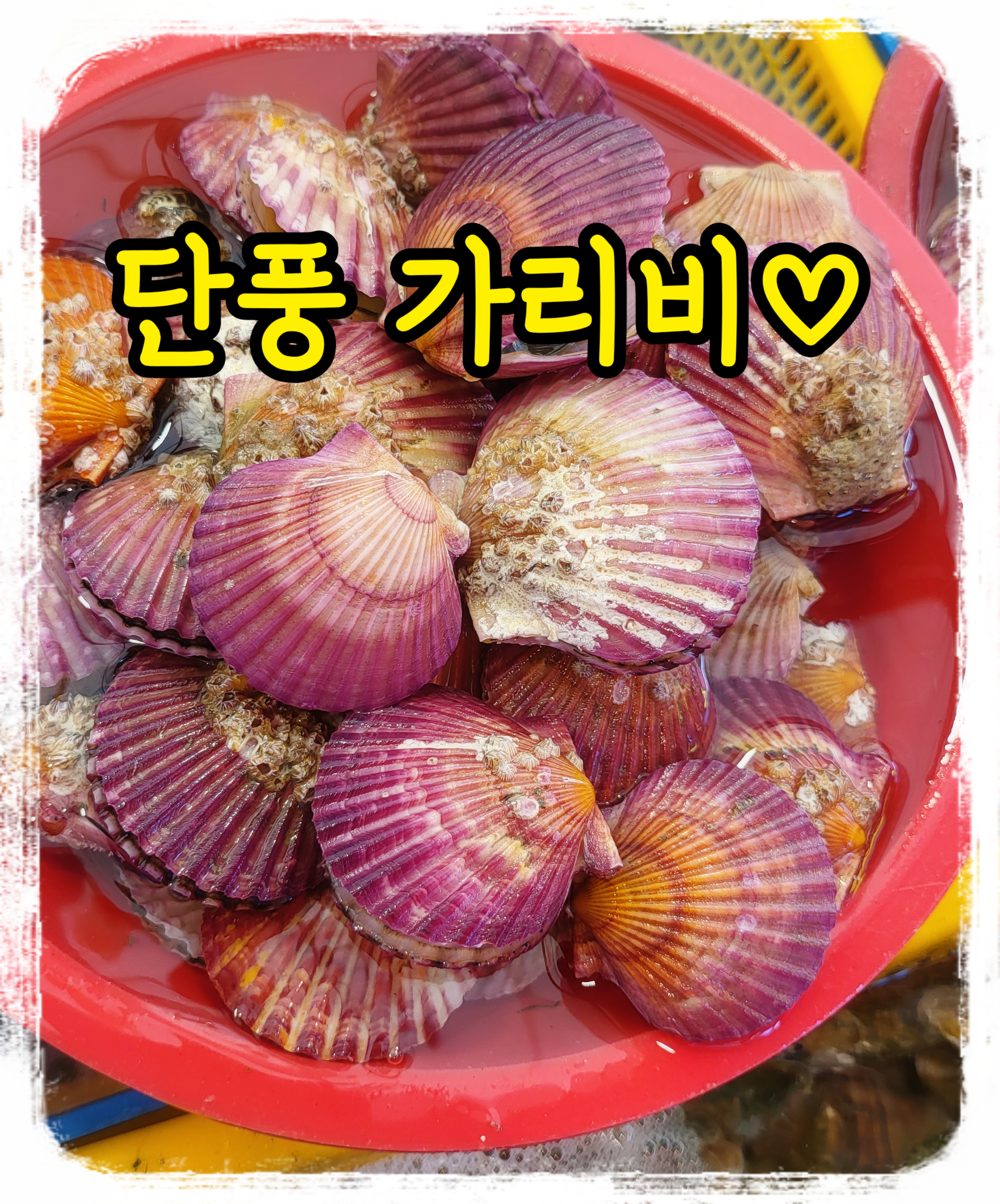 통영산 가리비, 단풍 가리비, 홍홍가리비, 가리비찜, 가리비구이, 맛있는 가리비조개 : 통영 해물세상