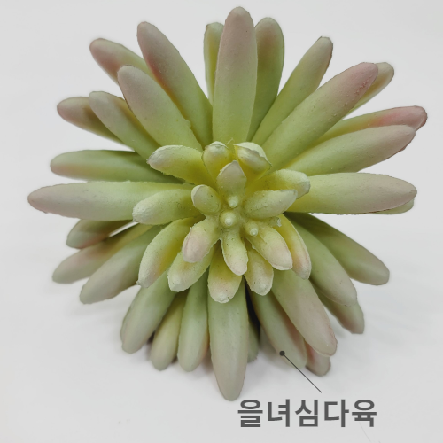 을녀심다육 : 샤론플라워데코