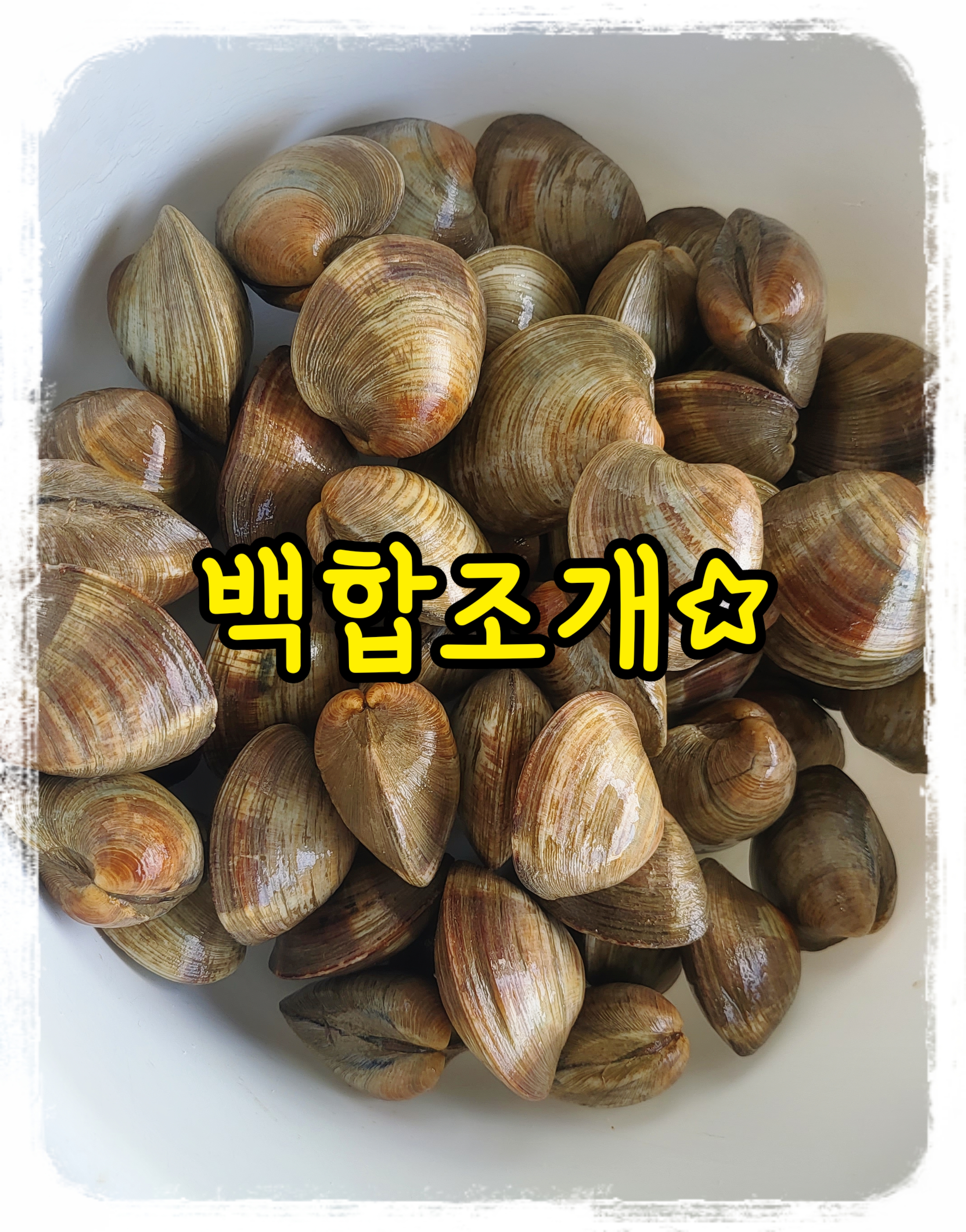 백합조개, 싱싱한 백합, 백합조개탕, 백합조개구이, 백합조개죽, 백합조개술찜, 파스타 : 통영 해물세상